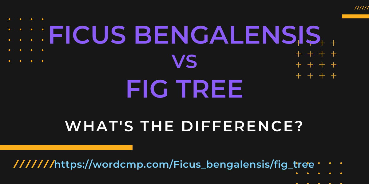 Difference between Ficus bengalensis and fig tree