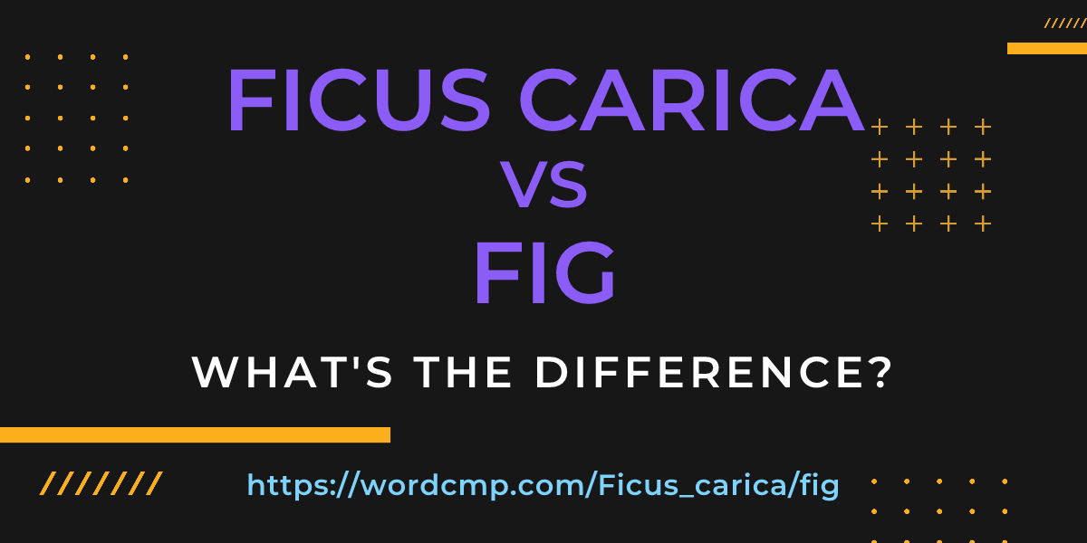 Difference between Ficus carica and fig