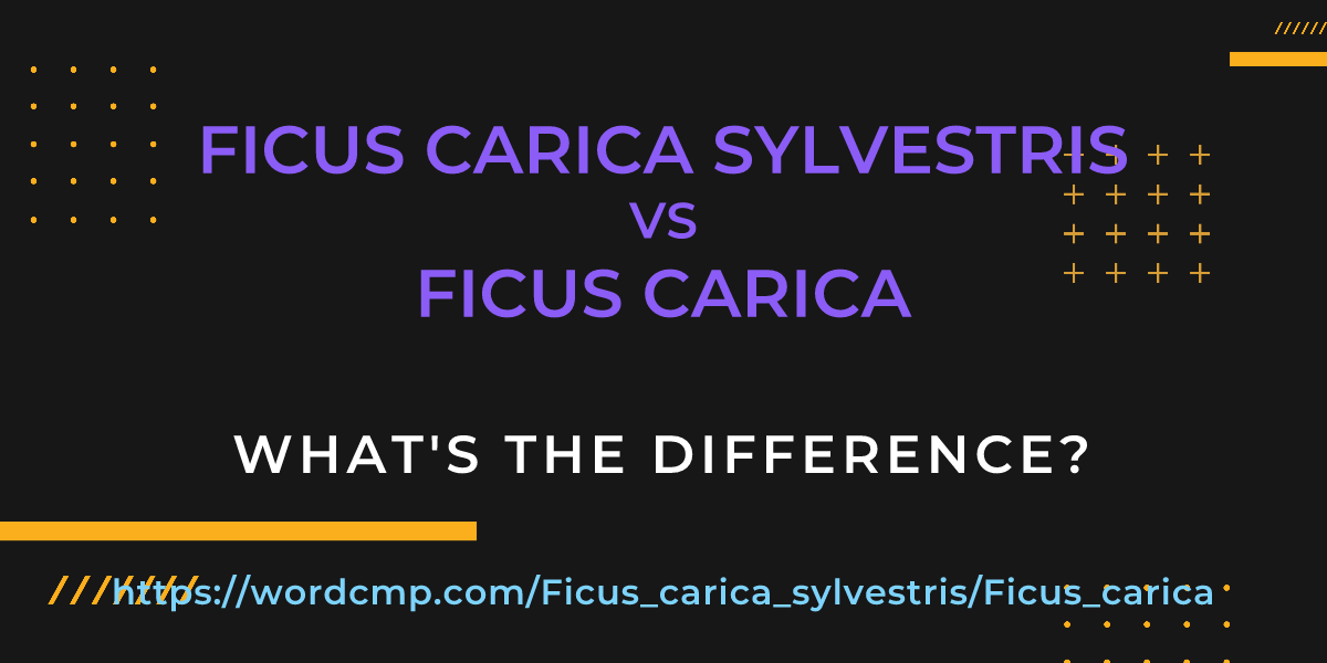 Difference between Ficus carica sylvestris and Ficus carica