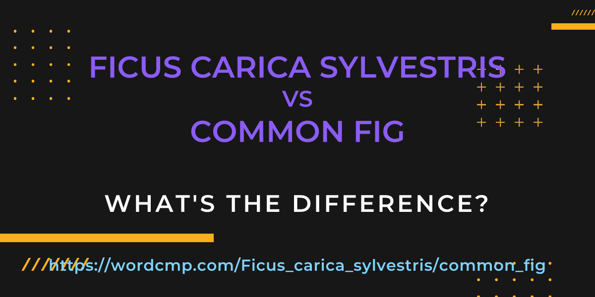 Difference between Ficus carica sylvestris and common fig