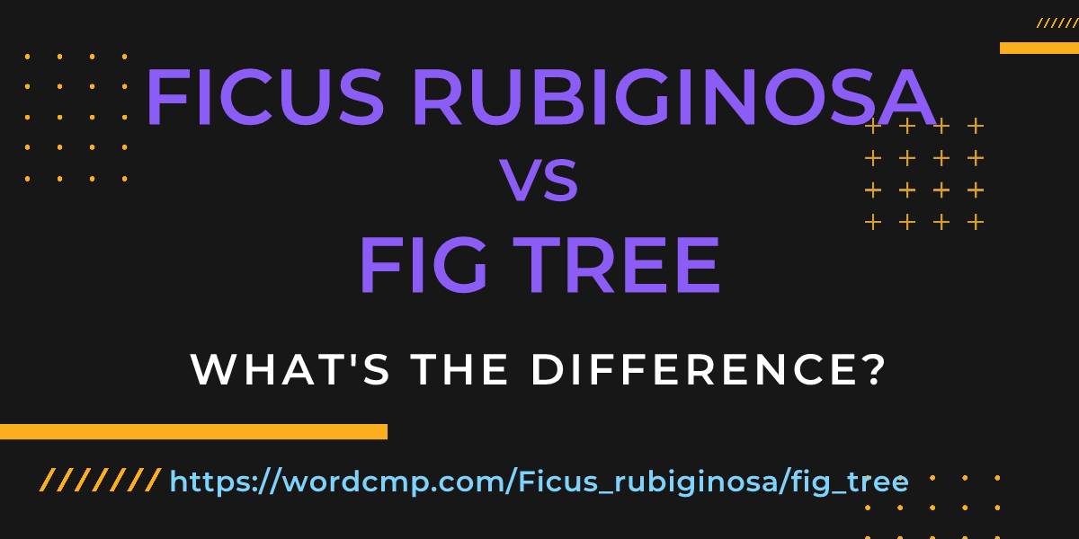 Difference between Ficus rubiginosa and fig tree