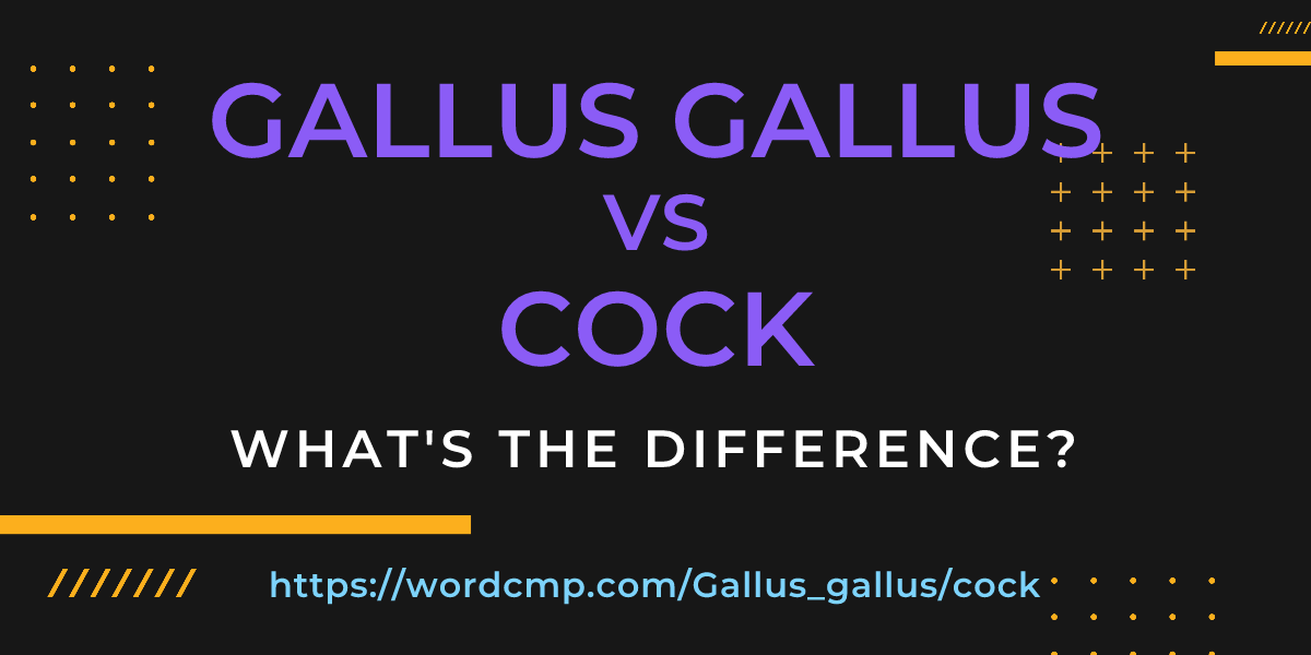 Difference between Gallus gallus and cock