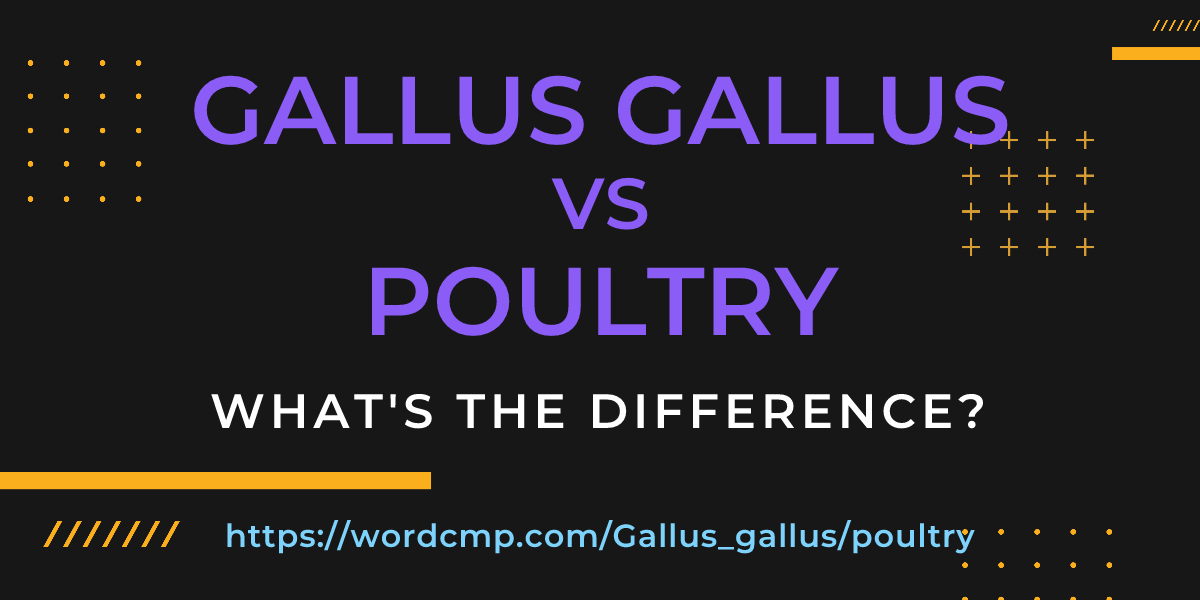 Difference between Gallus gallus and poultry