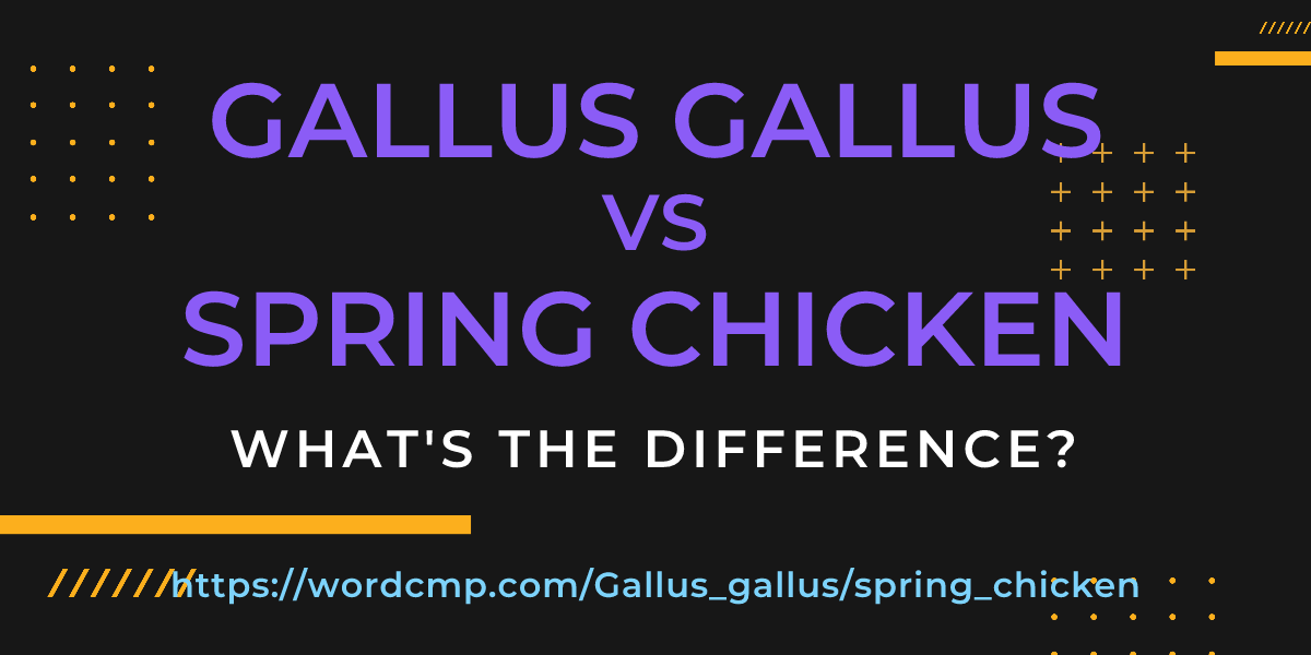 Difference between Gallus gallus and spring chicken