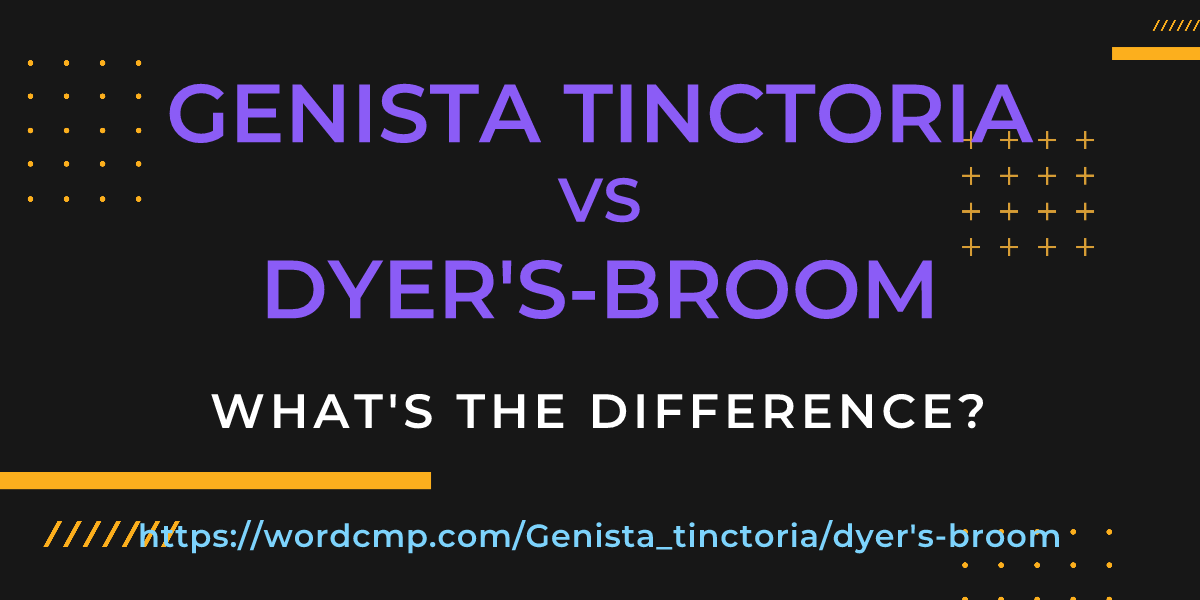 Difference between Genista tinctoria and dyer's-broom
