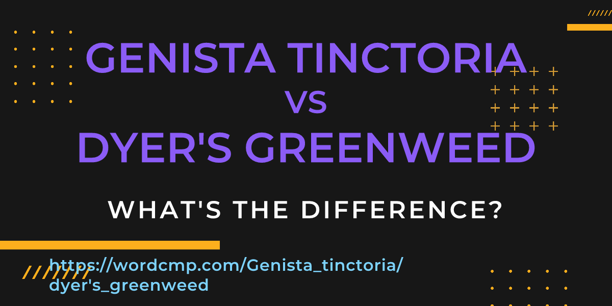 Difference between Genista tinctoria and dyer's greenweed