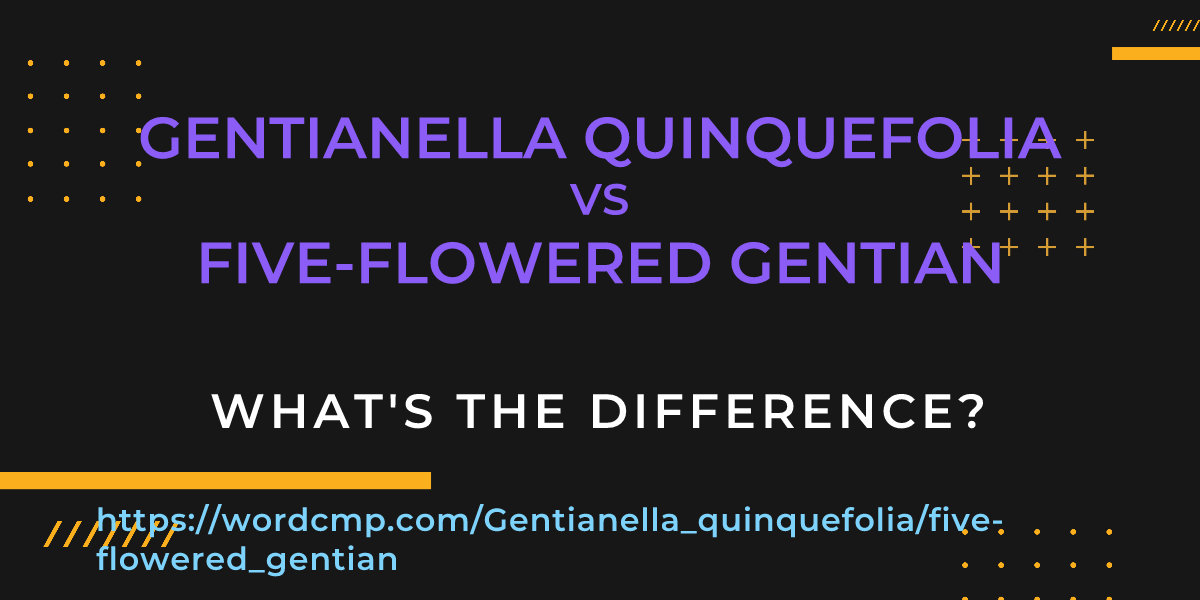 Difference between Gentianella quinquefolia and five-flowered gentian