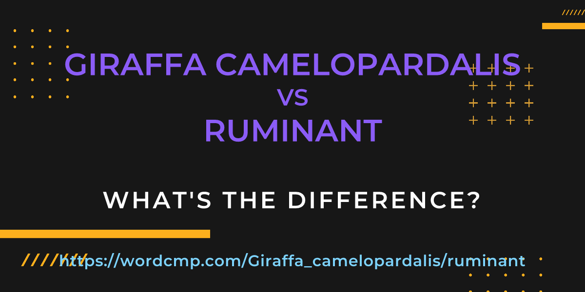 Difference between Giraffa camelopardalis and ruminant