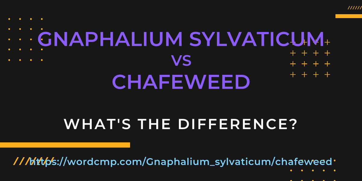 Difference between Gnaphalium sylvaticum and chafeweed