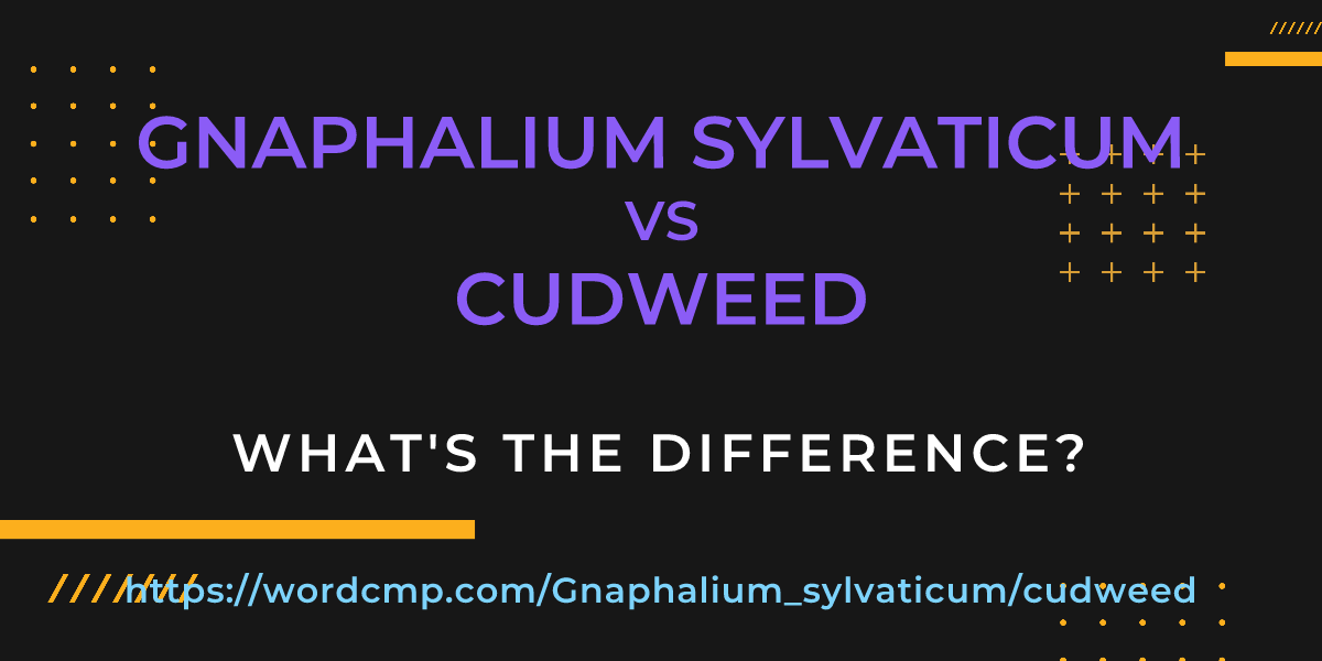 Difference between Gnaphalium sylvaticum and cudweed