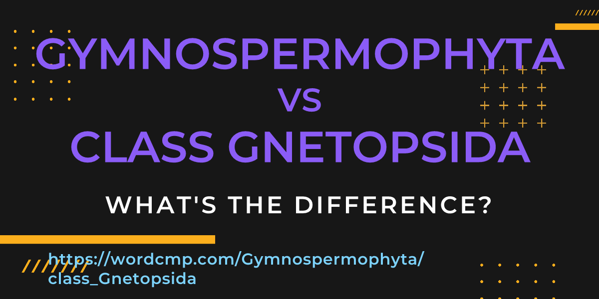 Difference between Gymnospermophyta and class Gnetopsida