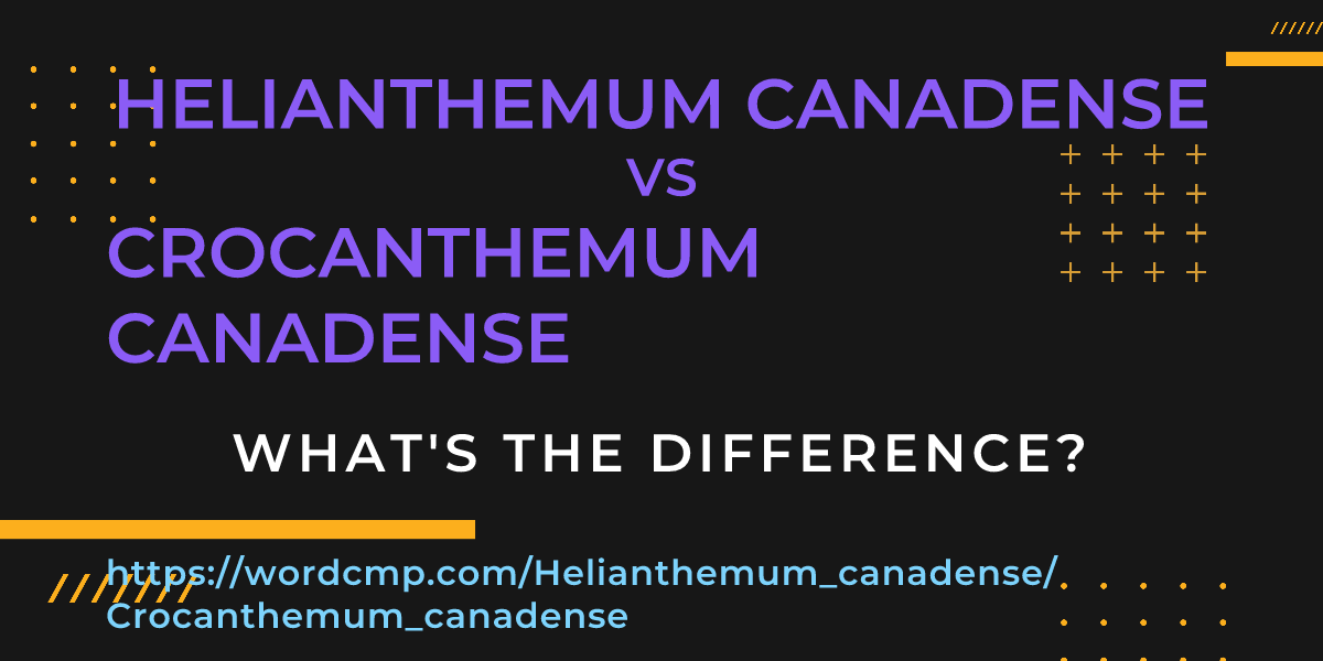 Difference between Helianthemum canadense and Crocanthemum canadense