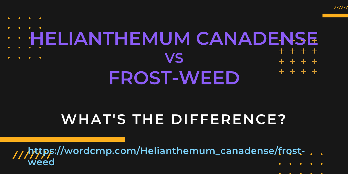 Difference between Helianthemum canadense and frost-weed