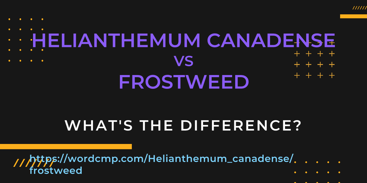 Difference between Helianthemum canadense and frostweed