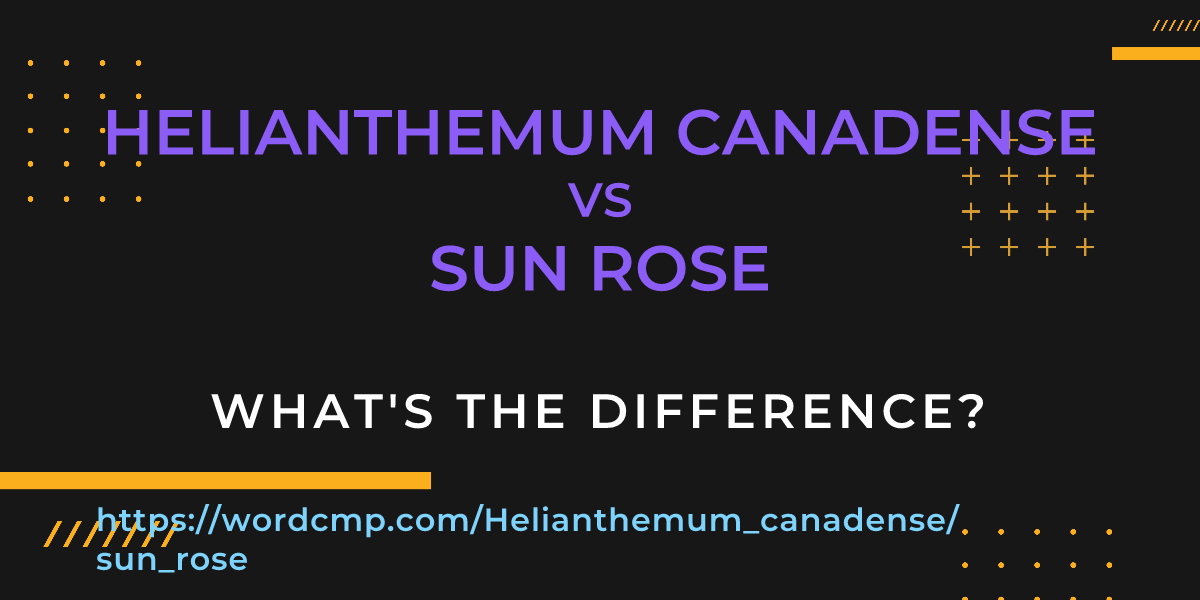Difference between Helianthemum canadense and sun rose