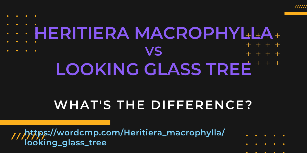 Difference between Heritiera macrophylla and looking glass tree