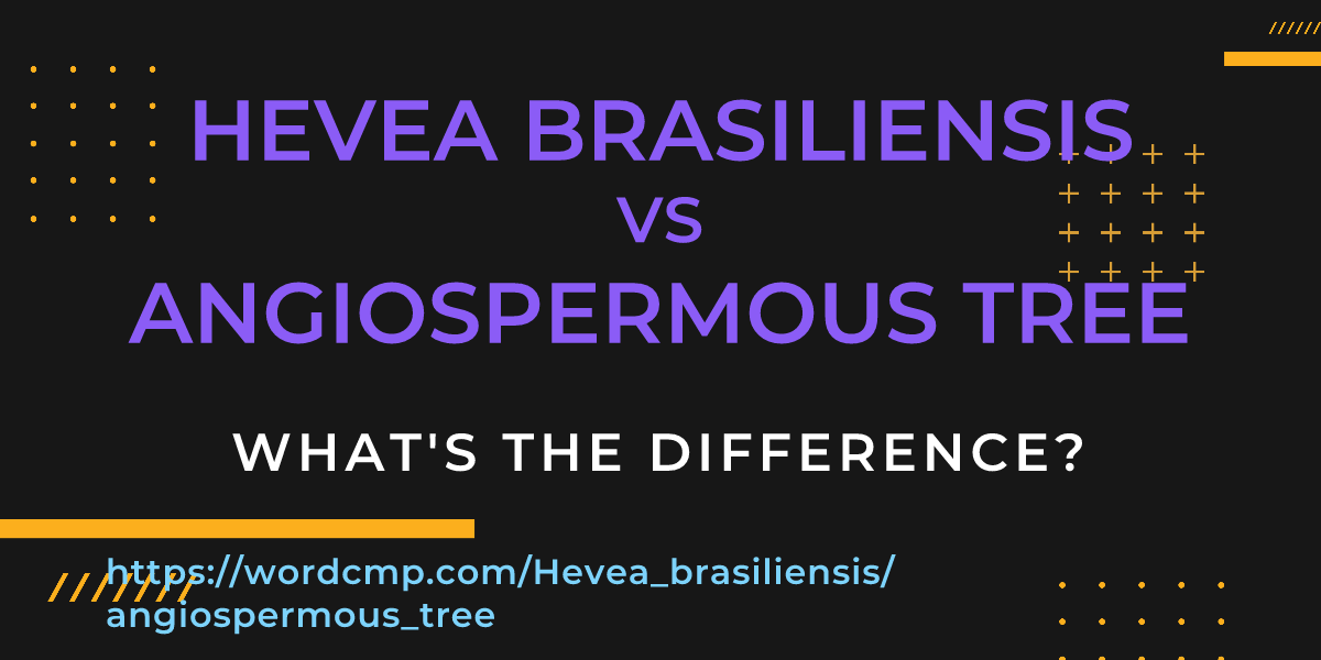 Difference between Hevea brasiliensis and angiospermous tree