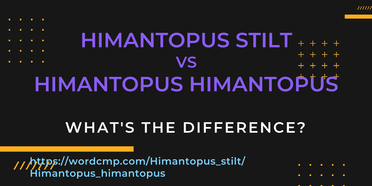 Difference between Himantopus stilt and Himantopus himantopus