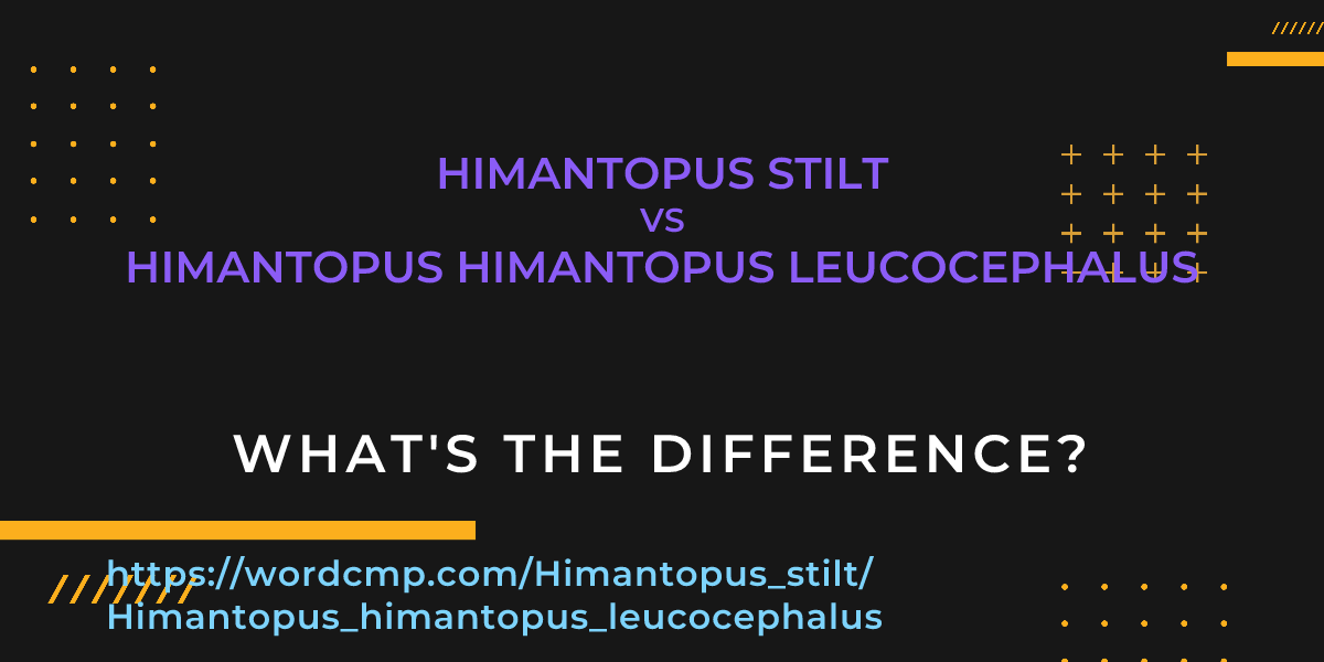 Difference between Himantopus stilt and Himantopus himantopus leucocephalus