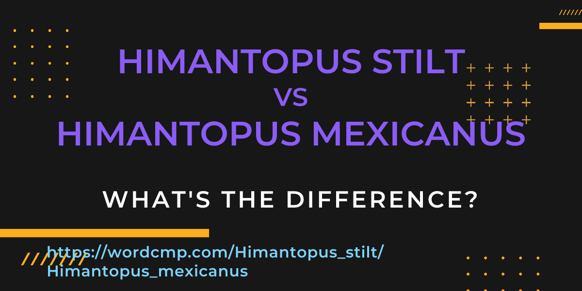 Difference between Himantopus stilt and Himantopus mexicanus
