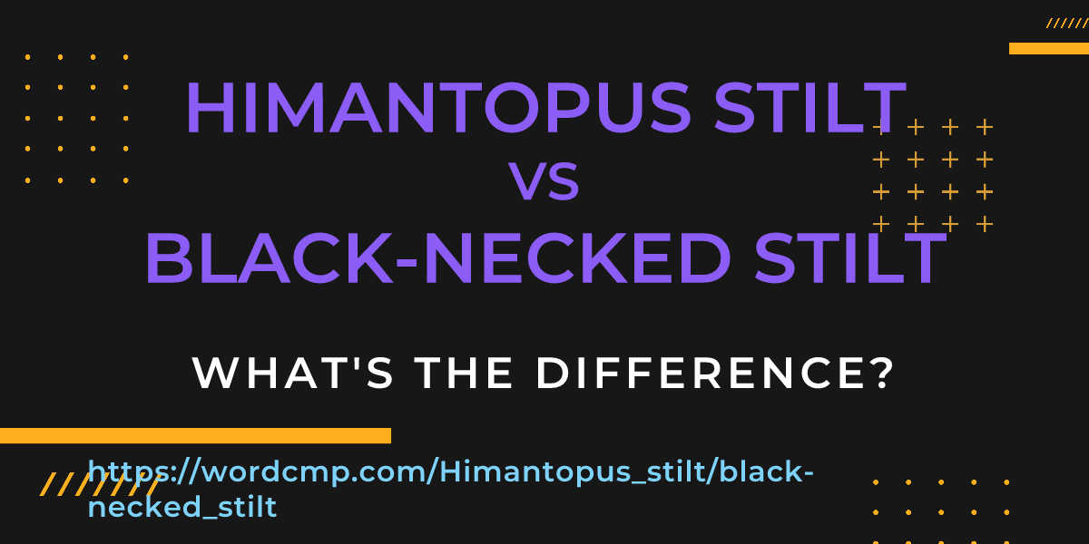 Difference between Himantopus stilt and black-necked stilt