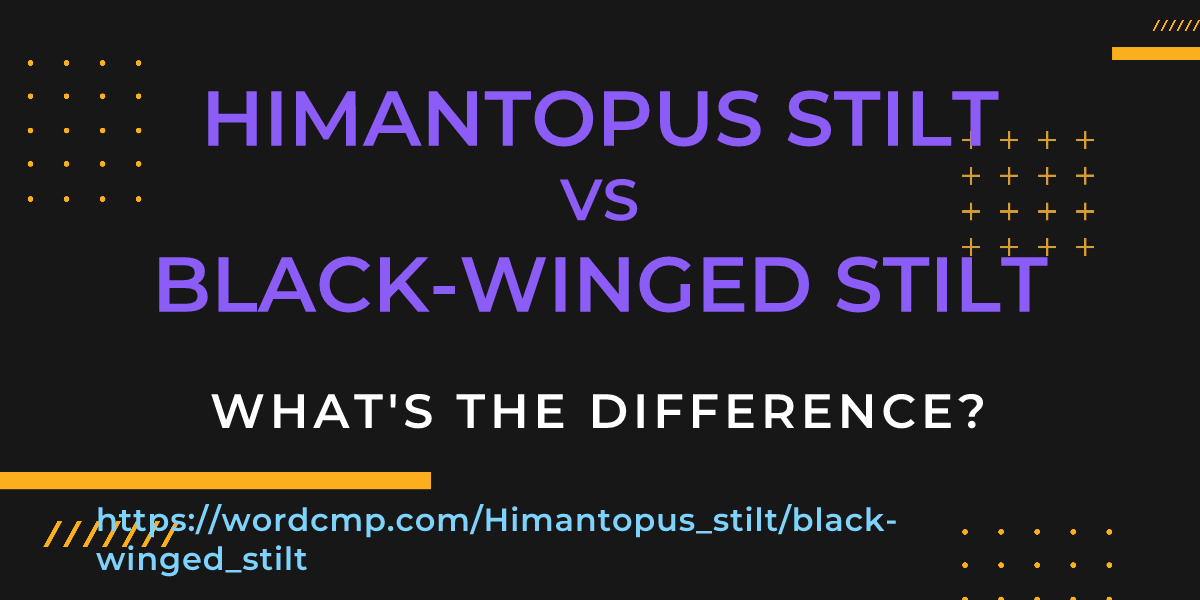 Difference between Himantopus stilt and black-winged stilt