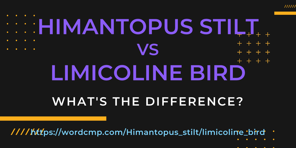 Difference between Himantopus stilt and limicoline bird