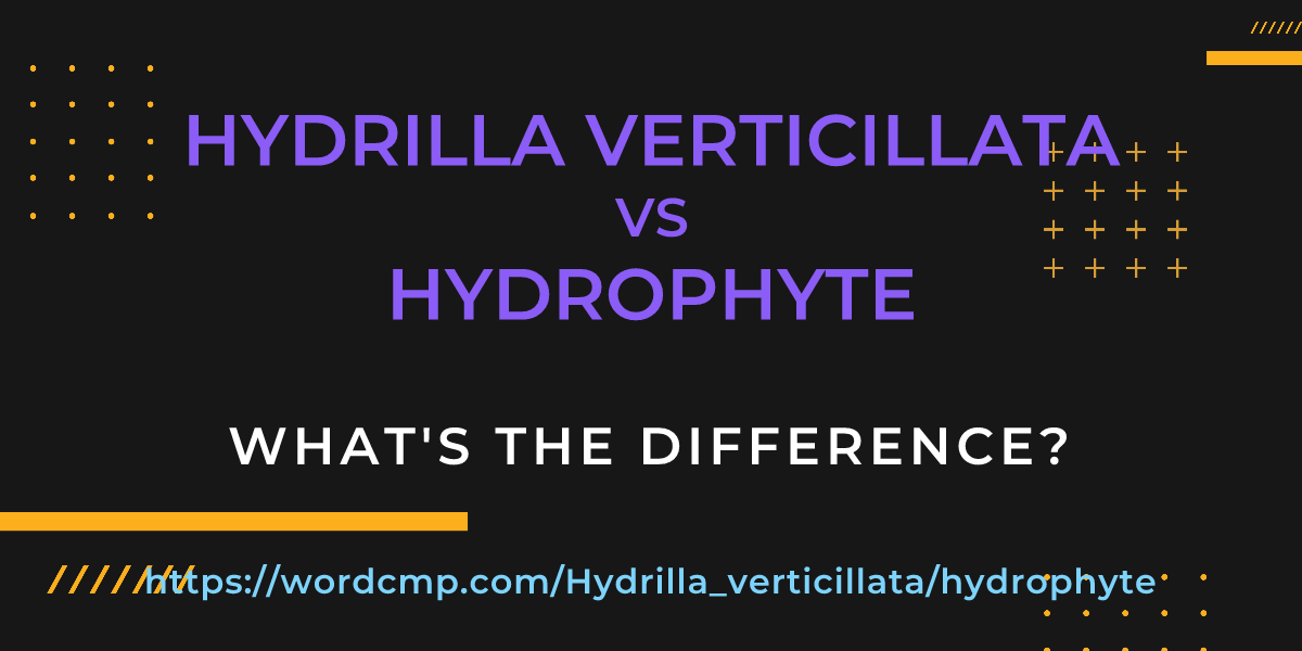Difference between Hydrilla verticillata and hydrophyte