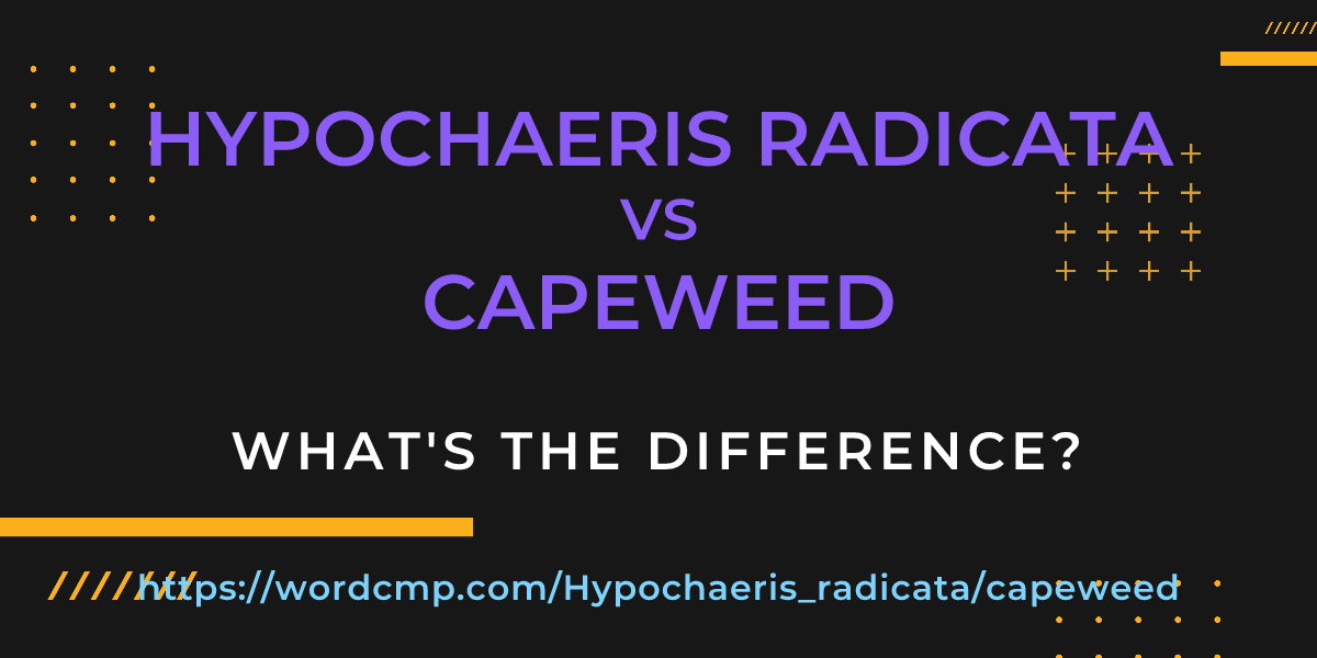 Difference between Hypochaeris radicata and capeweed