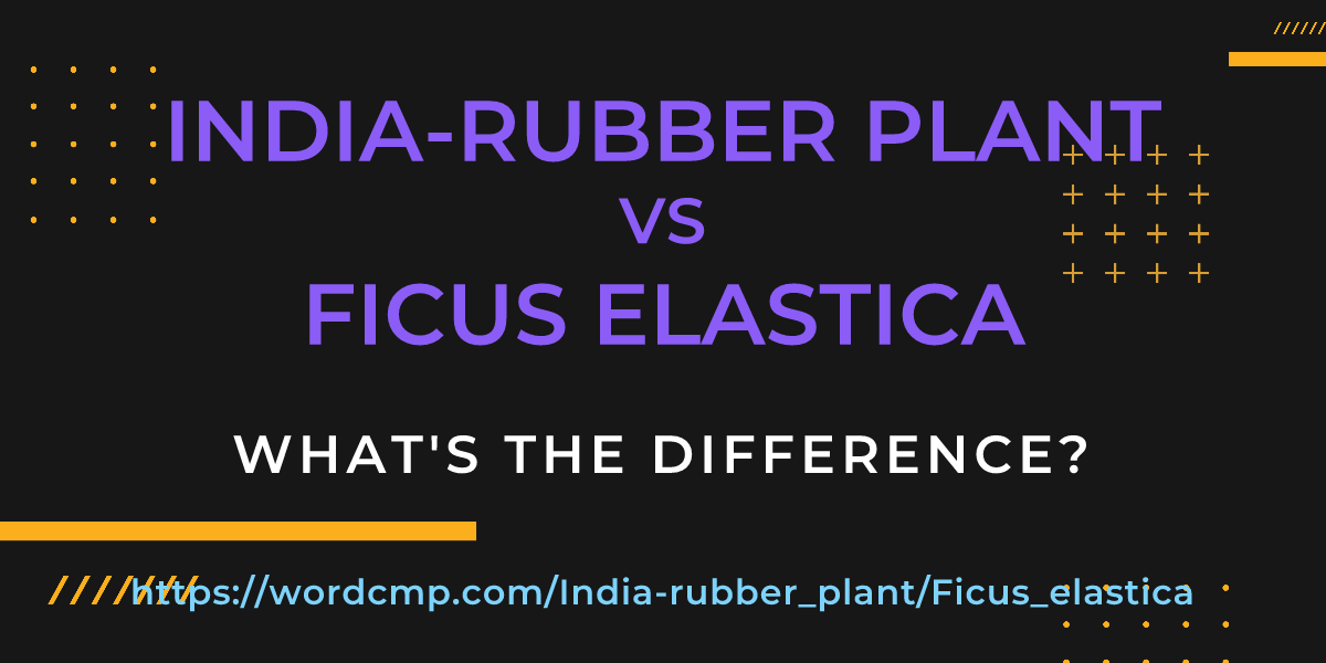Difference between India-rubber plant and Ficus elastica