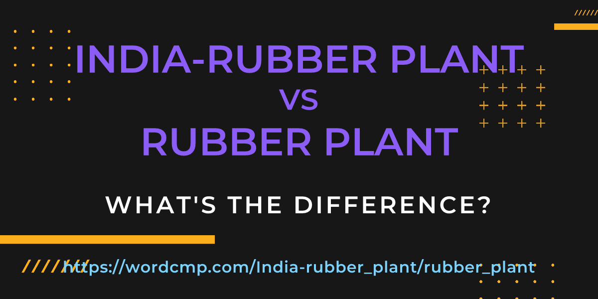 Difference between India-rubber plant and rubber plant
