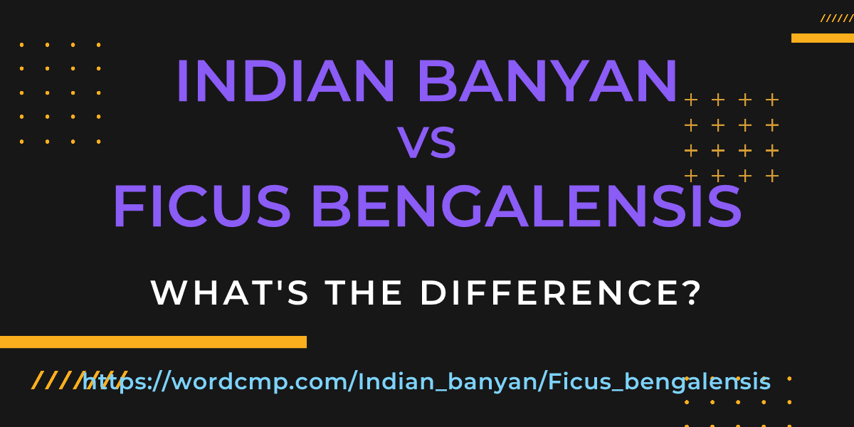 Difference between Indian banyan and Ficus bengalensis