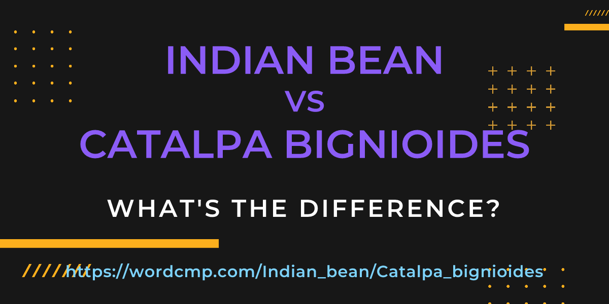 Difference between Indian bean and Catalpa bignioides
