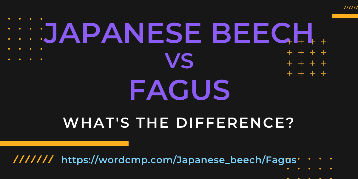Difference between Japanese beech and Fagus