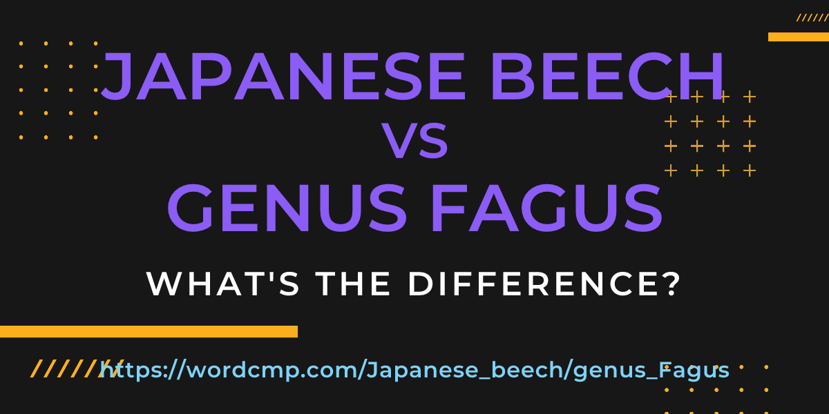 Difference between Japanese beech and genus Fagus
