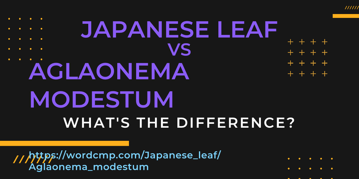 Difference between Japanese leaf and Aglaonema modestum
