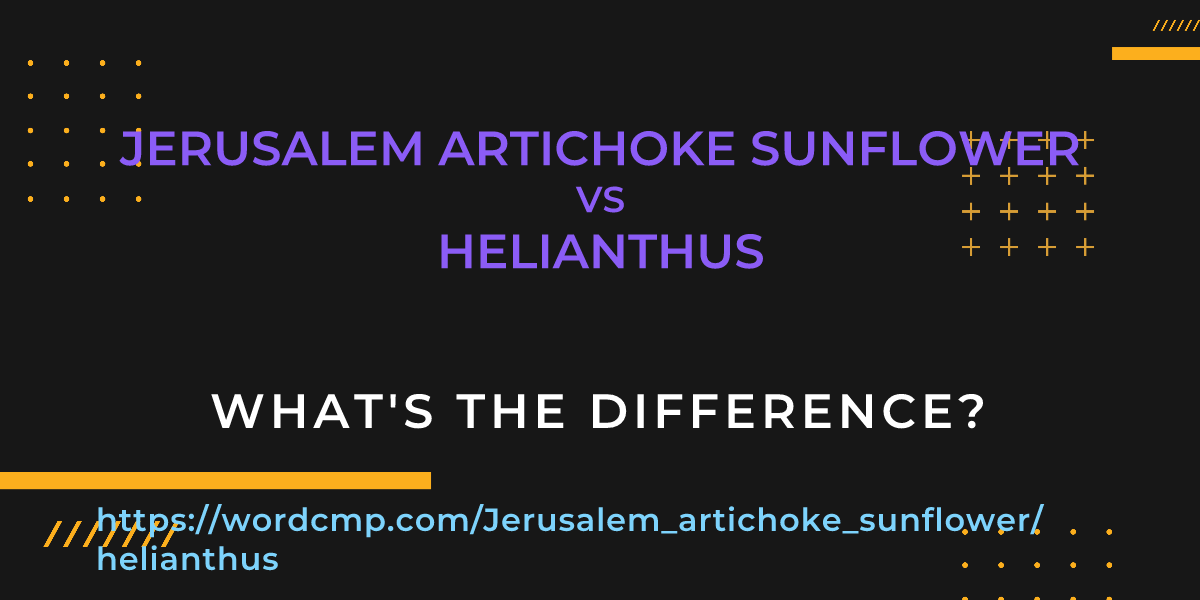 Difference between Jerusalem artichoke sunflower and helianthus