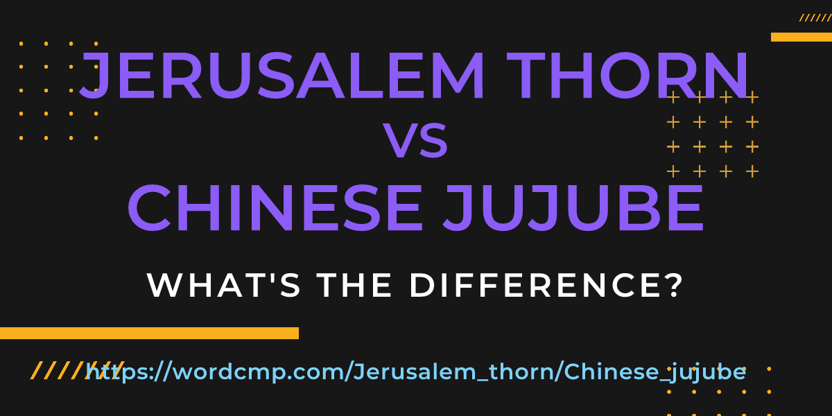 Difference between Jerusalem thorn and Chinese jujube