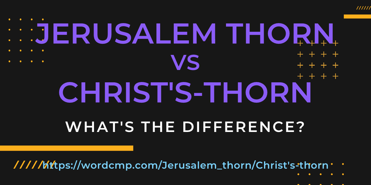 Difference between Jerusalem thorn and Christ's-thorn