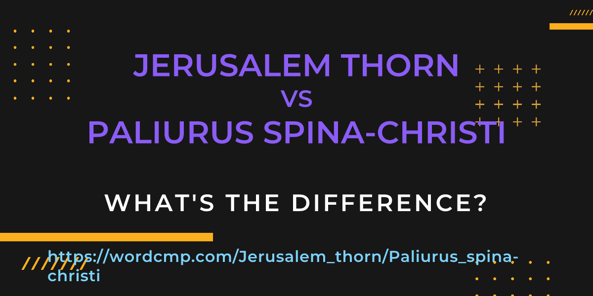 Difference between Jerusalem thorn and Paliurus spina-christi
