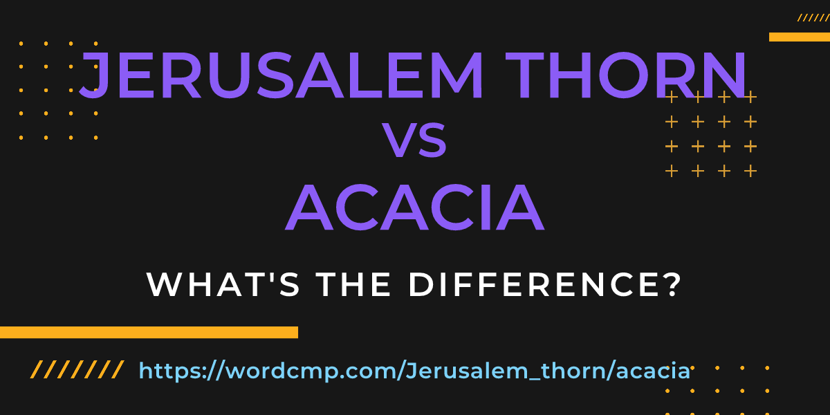 Difference between Jerusalem thorn and acacia