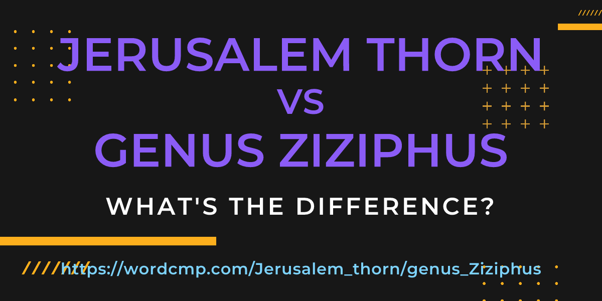 Difference between Jerusalem thorn and genus Ziziphus