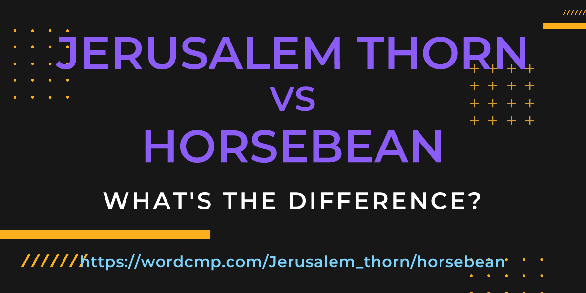 Difference between Jerusalem thorn and horsebean