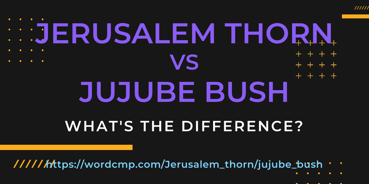 Difference between Jerusalem thorn and jujube bush