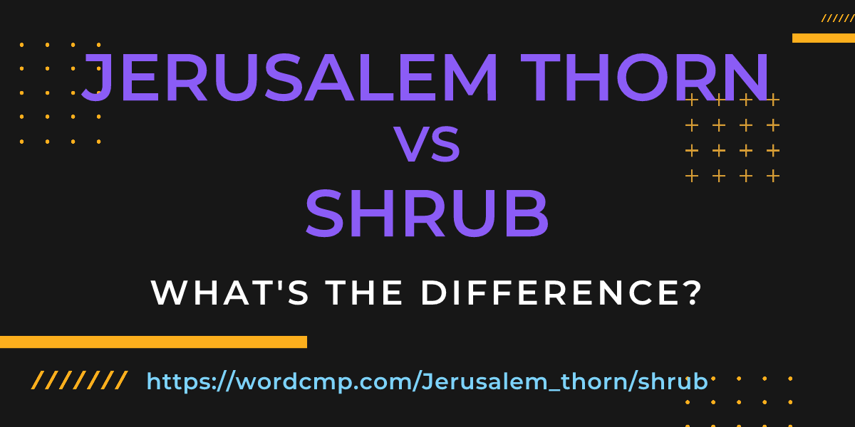 Difference between Jerusalem thorn and shrub