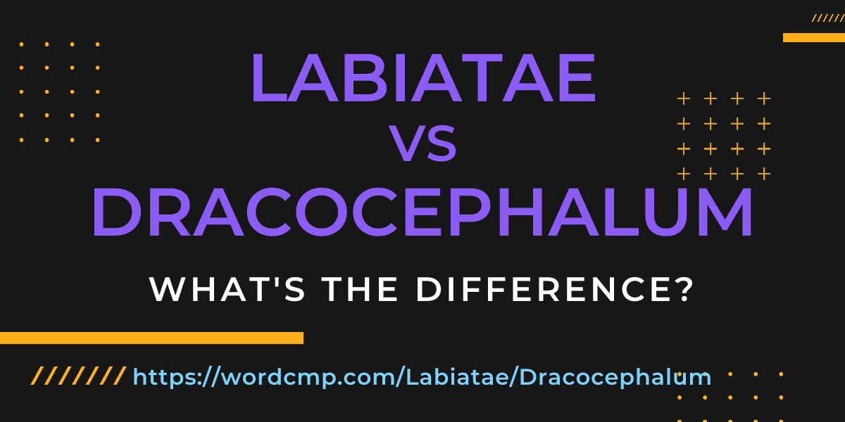 Difference between Labiatae and Dracocephalum