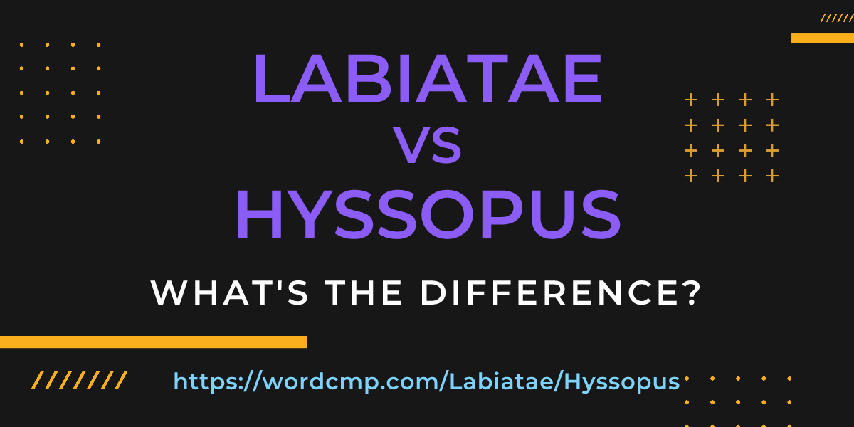 Difference between Labiatae and Hyssopus