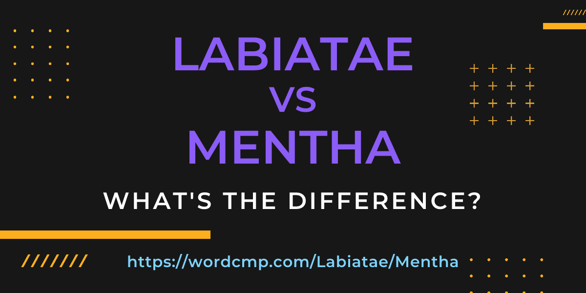Difference between Labiatae and Mentha