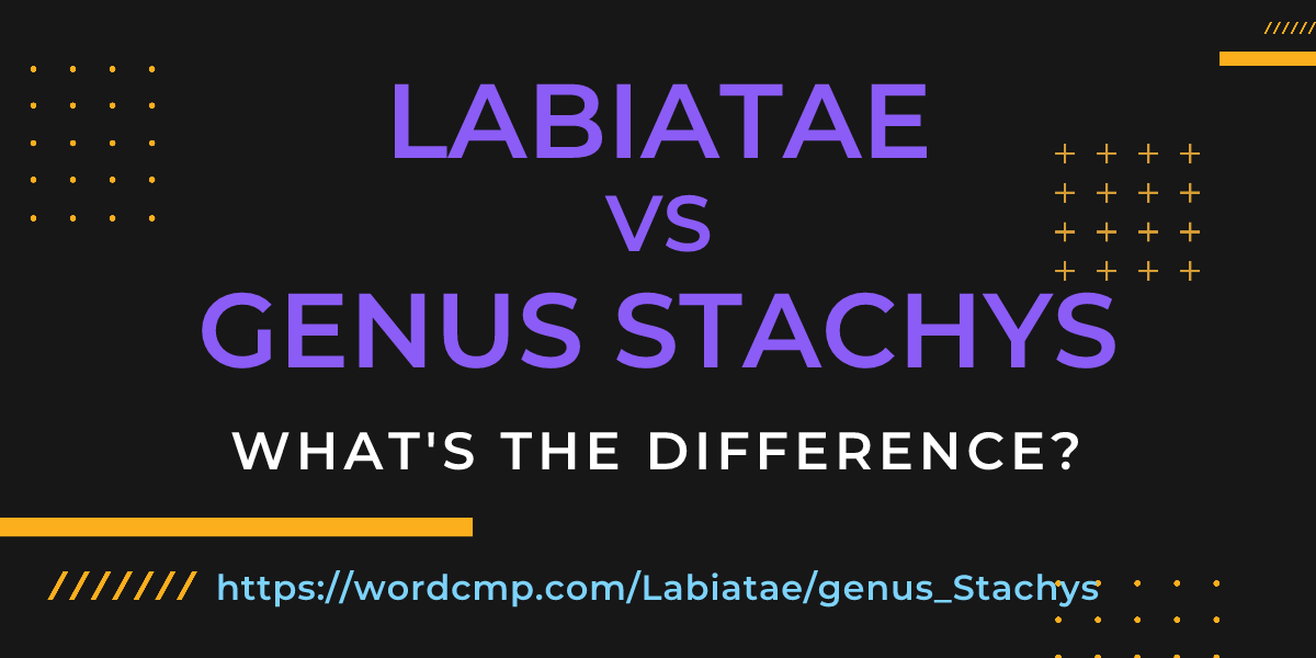 Difference between Labiatae and genus Stachys