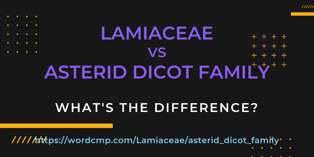 Difference between Lamiaceae and asterid dicot family